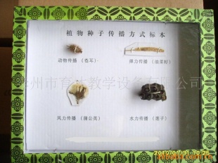 植物种子传播方式标本