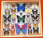 大型昆虫标本盒/蝴蝶标本盒价格/北京生产