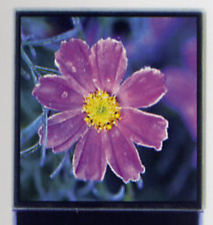 液晶显示屏CSTN-LCD 1.47