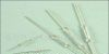 供应4.7mm干簧管、磁簧开关ReedSwitch