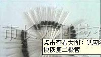 供应阻尼二极管