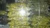 供应CL233X超小型金属化聚酯薄膜电容器