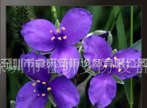 供应15寸液晶监视器