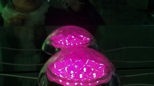 LED粉色点光源