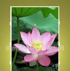 供应【热销】天马2.8寸TFT（竖屏）液晶屏 LED背光 TM028HDH24