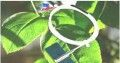 M184874/DEL7303植物叶面温度传感器