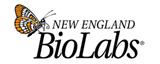 New England Biolabs