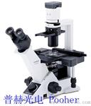 奥林巴斯CKX31-A12PHP倒置显微镜