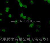 上海MF52荧光倒置显微镜