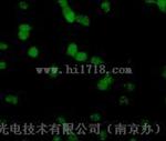 上海MF52荧光倒置显微镜