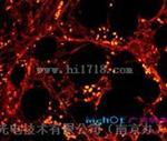 上海MF51荧光倒置显微镜