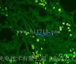 上海MF51荧光倒置显微镜