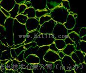 上海MF30荧光显微镜