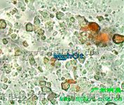 上海OLYMPUS金相显微镜 BX41M