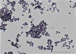 300万像素科学级CMOS相机