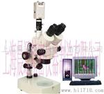 上海晨通CT-XTS-2000 体视显微镜