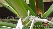 普惠植物生长监测工业标准传感器 传感器 植物监测