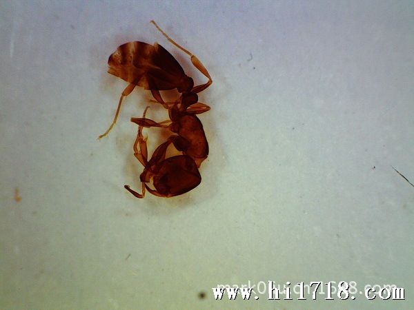 蚂蚁10