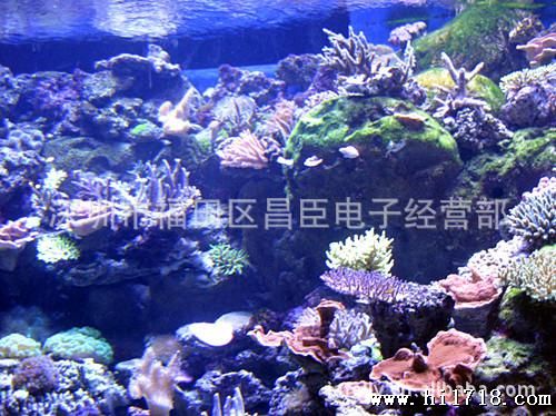 LED紫光大功率3W紫光 两芯 390-405NM  UV LED
