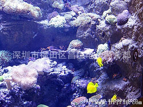 LED紫光大功率3W紫光 两芯 390-405NM  UV LED