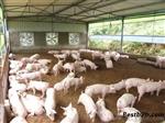 养殖加温锅炉燃烧技术