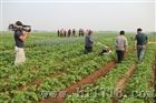 中国蔬菜播种机