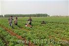 山东青岛佳禾蔬菜精量播种机 北京曹明山发明蔬菜播种机