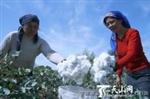 全自动采棉机