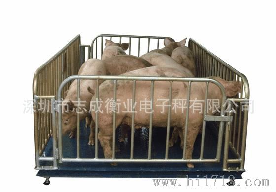 牲畜称 猪栏称 称猪称,畜牧、养殖业机械养牛厂样马厂秤牛地磅