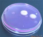表面微生物接触碟法，接触碟，培养皿，特殊的培养皿