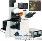 数码型倒置荧光显微镜（M50D）