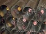 深井阳