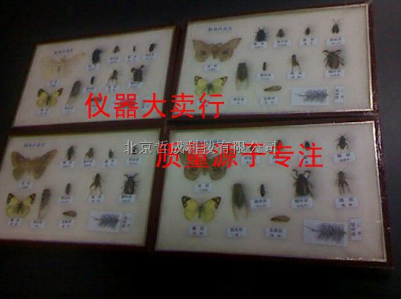 昆虫生活史标本盒 北京哲成 厂家直销 植物标本盒