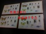 昆虫生活史标本盒 北京哲成 厂家直销 植物标本盒