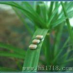 现货供应TDK贴片陶瓷电容C3216C0G1H473JT