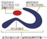 代理日东57120B精密仪器密封基材