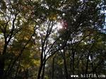 柴油重油双转子流量计dn50