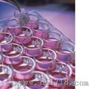 式细胞培养皿PIXP01250