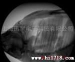 供应迅星N6鱼骨鱼刺检测
