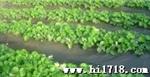 供-应福建黑色农用地膜