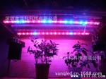 LED植物灯管20W  农业园艺多肉质植物株间补光灯  光合作用