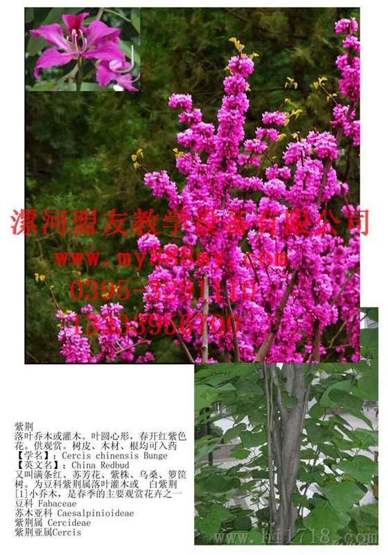 教学挂图-图为紫荆教学挂图